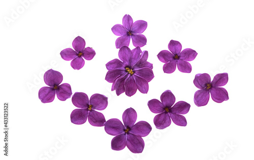 Wallpaper Mural lilac flowers isolated Torontodigital.ca