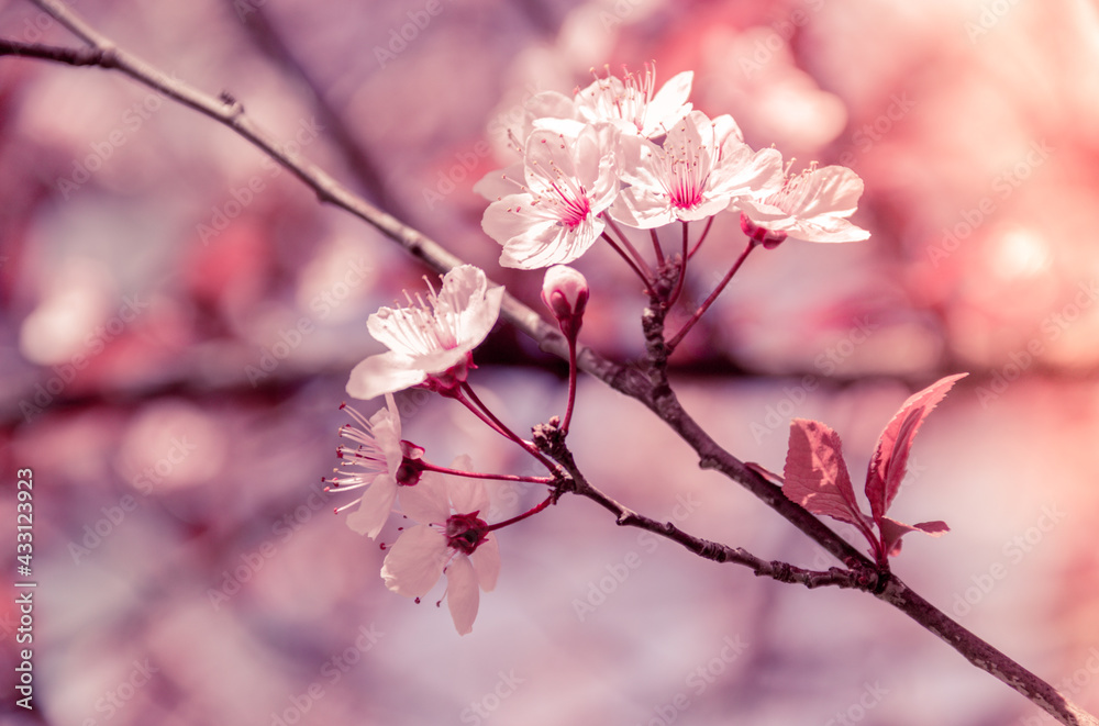 Natural background with sakura flowers. Sakura branch