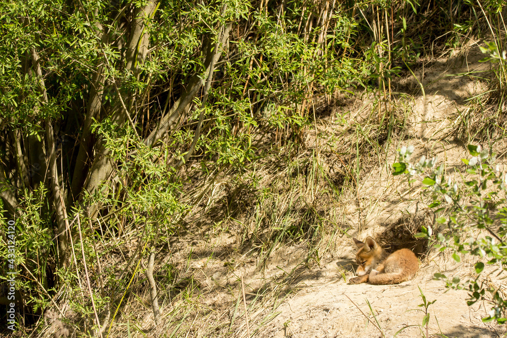 Red fox young juvenile immature baby (Vulpes vulpes) european fox sleeping and resting in front of the hole, Fox in natural habitat in spring, order carnivora Red fox young juvenile immature baby (Vulpes vulpes) european fox sleeping and resting in front of the hole, Fox in natural habitat in spring, order carnivora