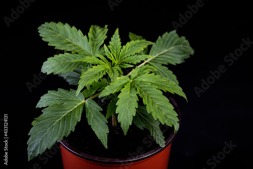 cannabis cbd OG Kush marijuana plant