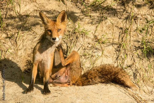 Red fox adult female (Vulpes vulpes) large european fox in front of the hole during mating season with young fox inside the nestig hole Tapéta, Fotótapéta