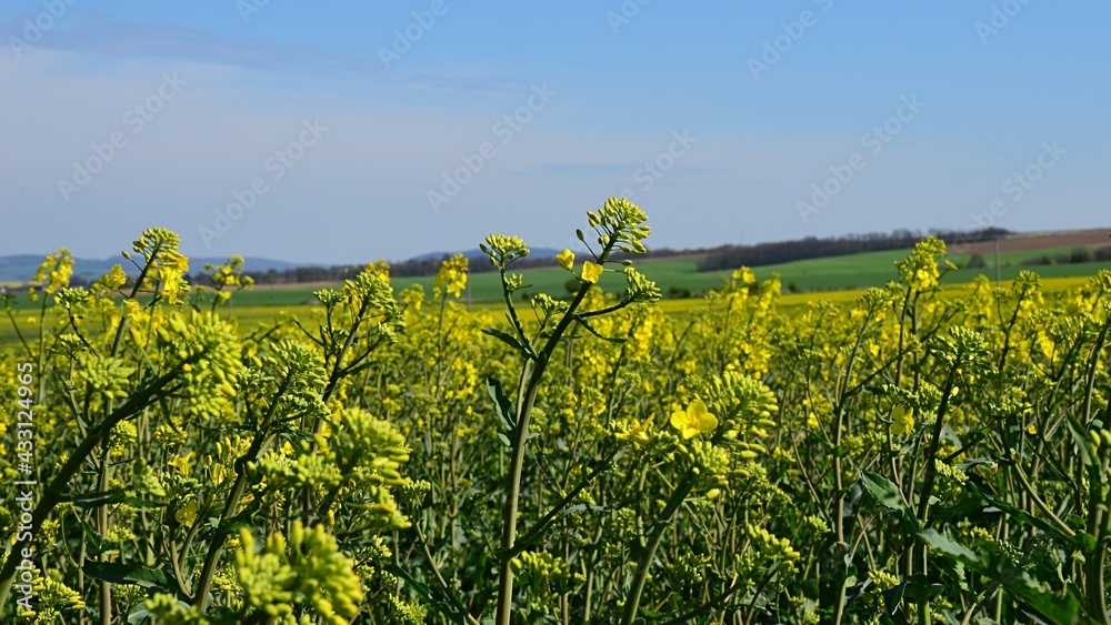 Landscape with detail of yellow flowering Rapeseed plants, latin name Brassica Napus in forefront, green grassland in background, partially cloudy spring day.
