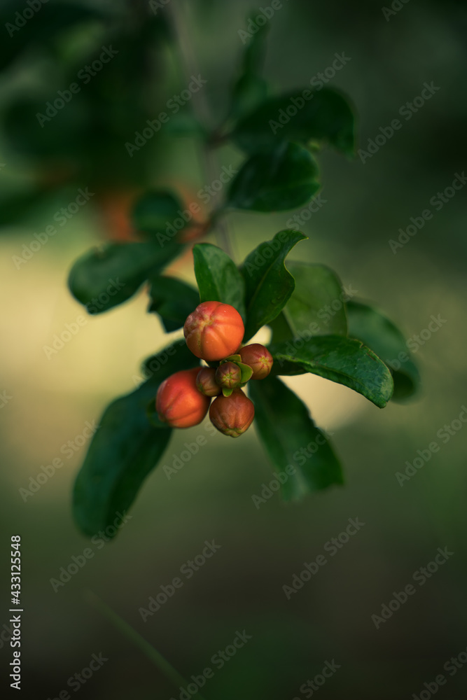Pomegranate tree flower Pomegranate tree flower