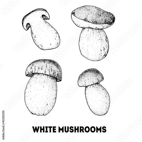 White mushroom hand drawn sketch. Boletus Mushroom vector illustration. Organic healthy food. Great for packaging design. Engraved style. Black and white color.
