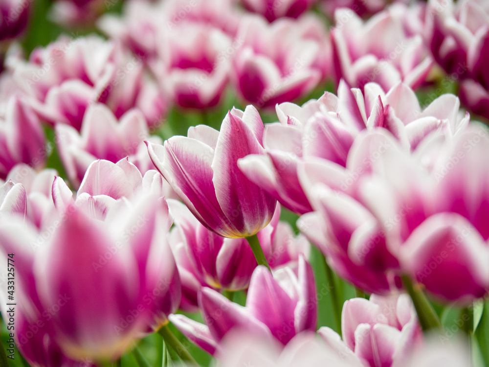 Blooming tulips. Beautiful spring flowers. Blooming tulips. Beautiful spring flowers.