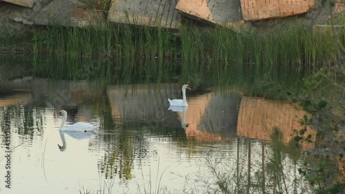 Close-up with a pair of Mute Swans (Cygnus olor) swimming in water hole surrounded by construction and demolition waste