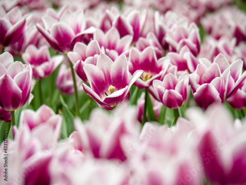 Blooming tulips. Beautiful spring flowers. © Александр Кудрявцев