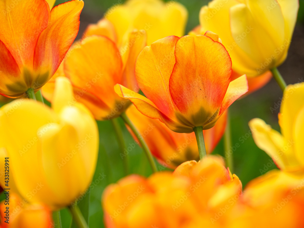 Blooming tulips. Beautiful spring flowers. Blooming tulips. Beautiful spring flowers.