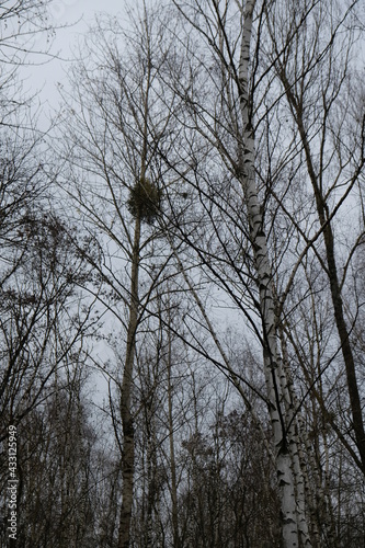 FU 2021-01-03 Brühlwandern 21 auf dem Baum wachsen Misteln