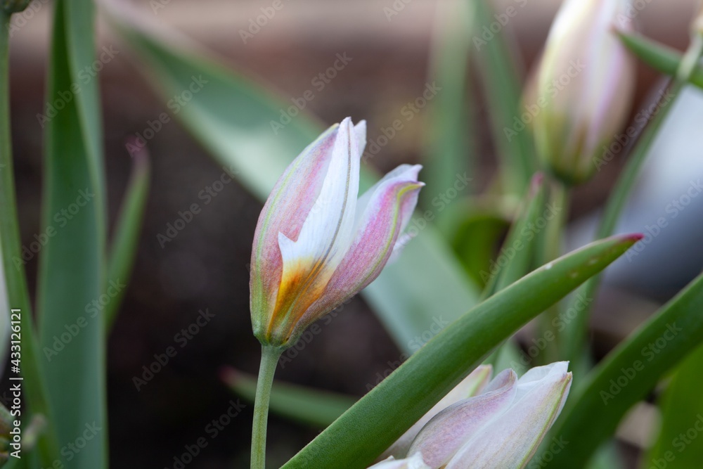 Polychrome tulip, Tulipa polychroma Polychrome tulip, Tulipa polychroma