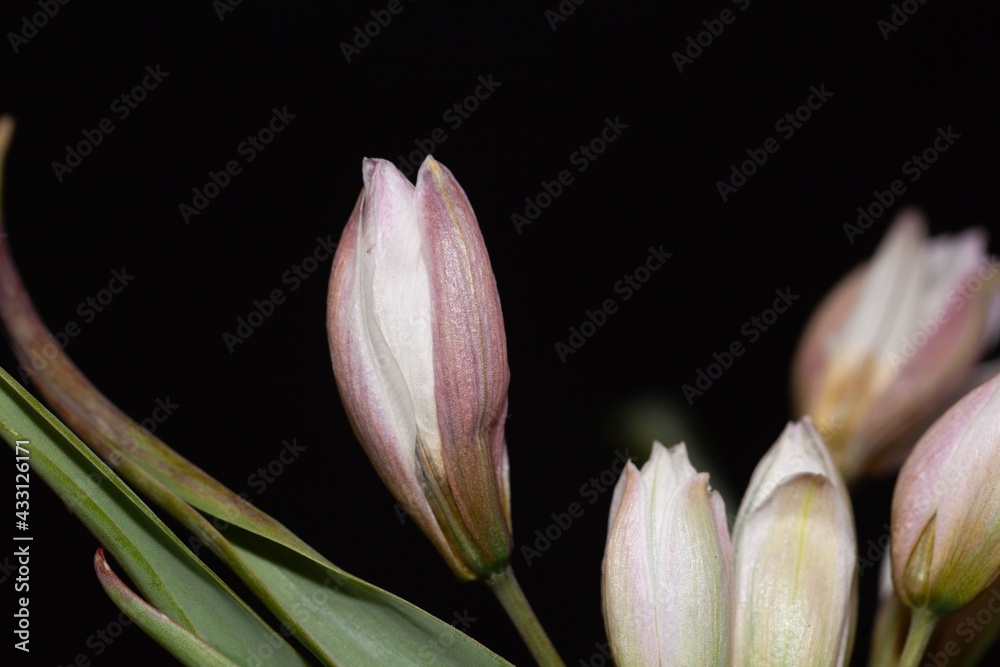 Obraz premium Polychrome tulip, Tulipa polychroma