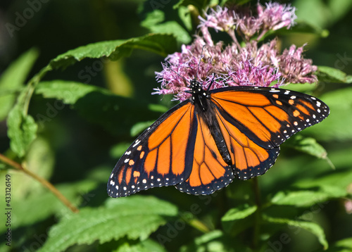 A male Monarch Butterfly (Danaus plexippus)  with stunning orange and black wings feeds on the pink flowers of Joe-Pye Weed (Eutrochium purpureum).  Closeup.  Copy space. © maria t hoffman