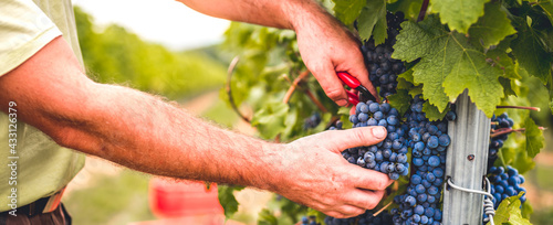 Fotografie Grapes harvest in vineyard in the box