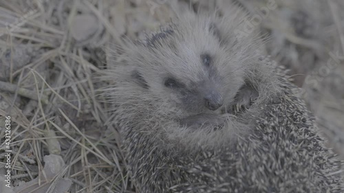 A close up of a hedgehog