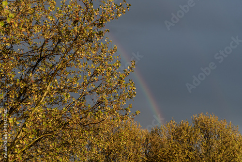 Regenbogen hinter einer Baumkrone