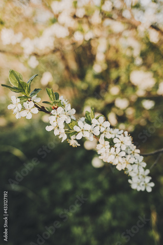 Branches of a blossoming tree on a garden background. Spring blossom. © Inna