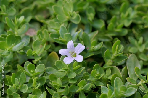 Flower of a brahmi plant, Bacopa monnieri