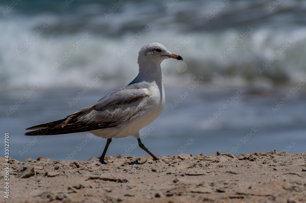 Ring-billed Gull Walking on Beach, Surf Background Ring-billed Gull Walking on Beach, Surf Background