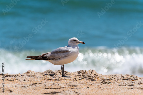 Ring Billed Gull at Beach, Surf in Background