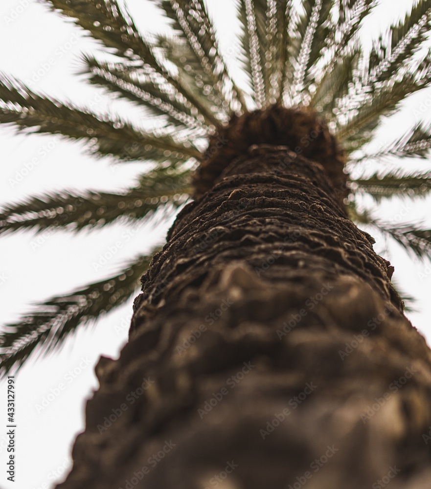 palm tree palm tree