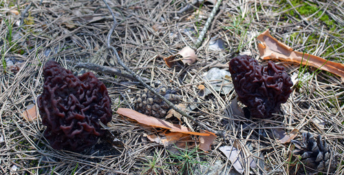 Gyromitra esculenta growing in forest in spring time. this fungus looks like brain. photo