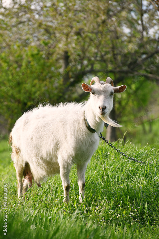 White goat standing and watching into distance, rural wildlife photo in spring White goat standing and watching into distance, rural wildlife photo in spring