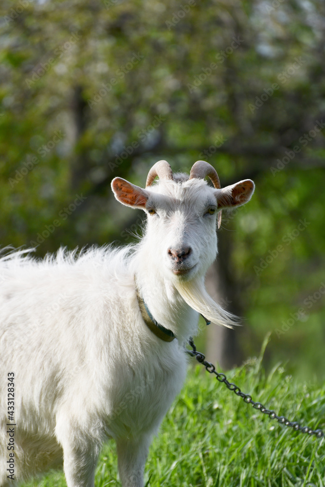 White goat standing and watching into distance, rural  wildlife photo in spring