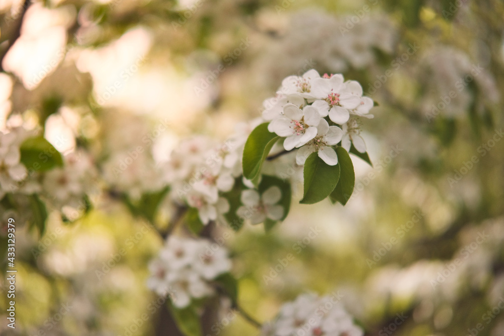 Blooming apple tree branch in evening sunlight, springtime, soft focus. Blooming apple tree branch in evening sunlight, springtime, soft focus.