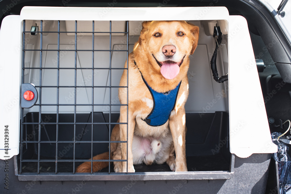 A golden retriever is sitting quietly inside a large car carrier in the trunk. foto de Stock Adobe Stock