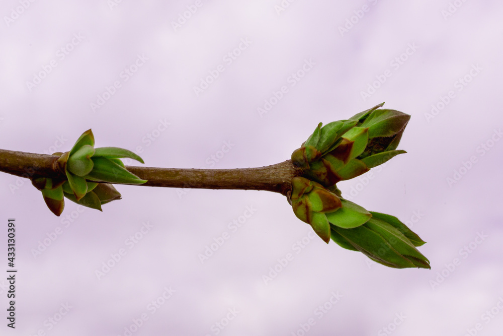 A lilac branch with small green leaves. A lilac branch with small green leaves.