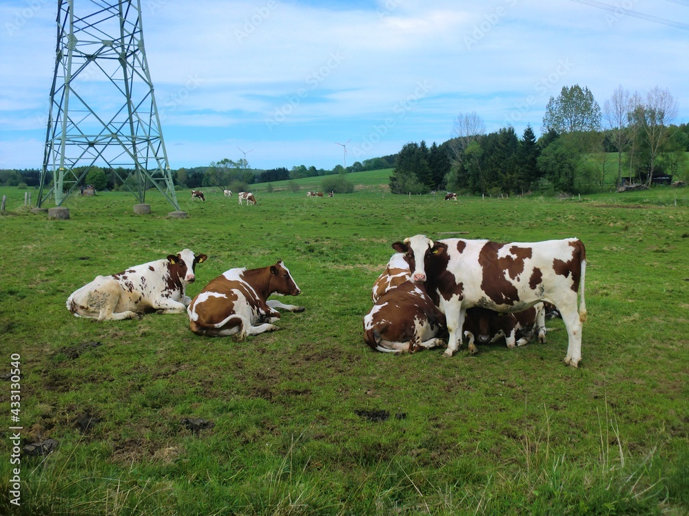Obraz premium Cows