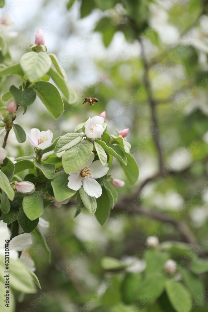 Fototapeta premium Blooming apple tree, flying bee. Spring time. Soft focus.