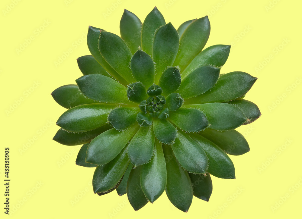 A succulent flower on a yellow isolate background. A succulent flower on a yellow isolate background.
