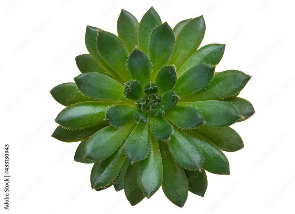 Fototapeta premium A succulent flower on a white isolate background.