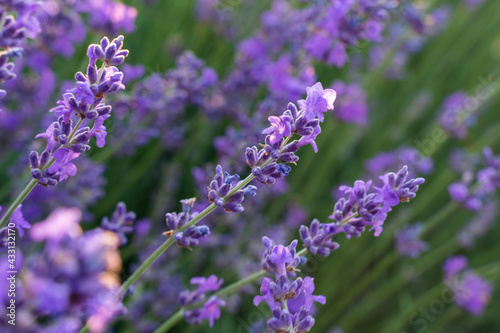 Field of lavender flower closeup on blurred background. Travel concept  aromatherapy.