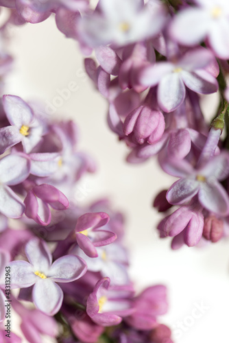 slightly withered lilac blossom isolated on white - macro lens  shallow depth of field