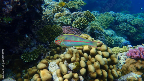 Quadro su tela Klunzinger's wrasse or Ruppell's wrasse (Thalassoma rueppellii) undersea, Red Se