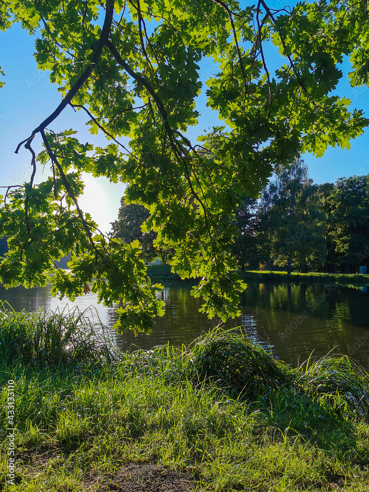 Swierklaniec, Poland - Silesia, polish park with lake, beautiful green trees, summer edition