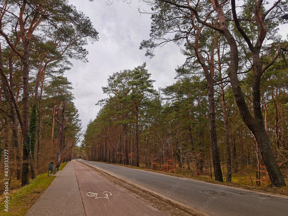 Fototapeta premium Forest in winter, cold day trip, travel. Swinoujscie, Poland