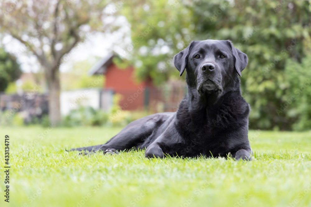 Front view of a black, senior labrador retriever dog looking at the camera and resting on green grass of a garden lawn Front view of a black, senior labrador retriever dog looking at the camera and resting on green grass of a garden lawn