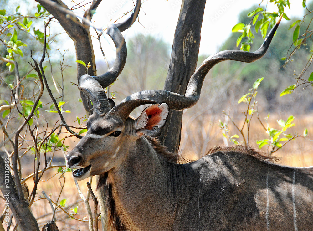 Kudu with imposing horns in the bush Kudu with imposing horns in the bush