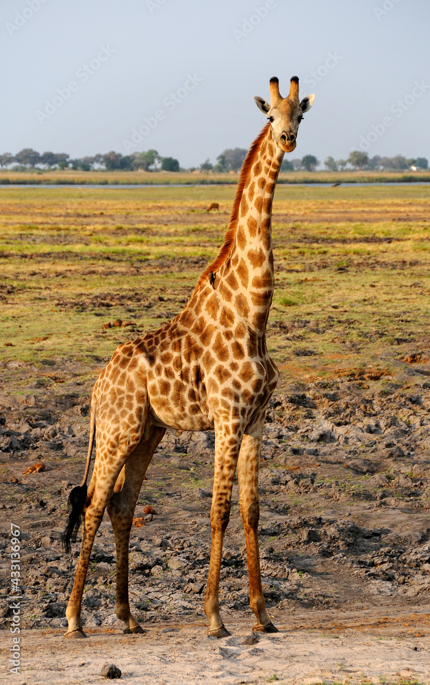 Obraz premium Impressive giraffe in the African savannah