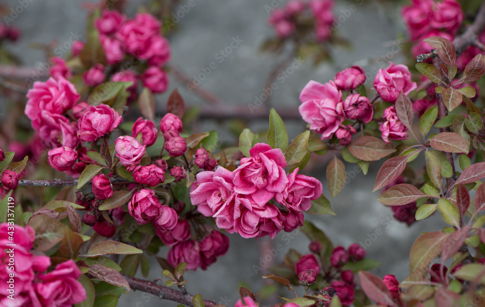 deep pink crab apple tree blossoms (rosettes) on grey deep pink crab apple tree blossoms (rosettes) on grey