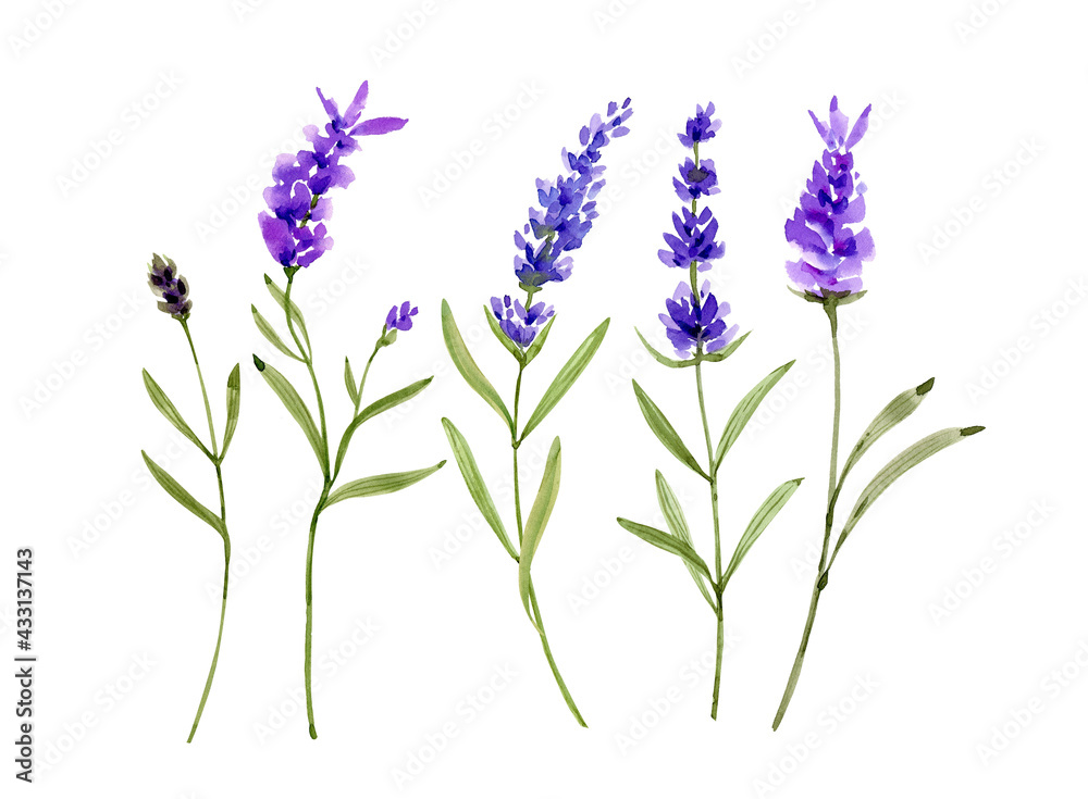 set of watercolor illustrations of purple lavender flowers on a white background. hand-painted for weddings and invitations.