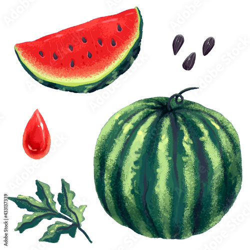 Watermelon whole juicy delicious and a slice of watermelon in the cut watermelon leaf bones and a drop of watermelon juice drawing