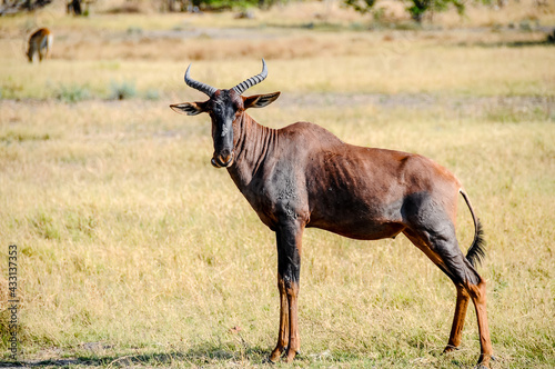 Antelope tsessebe posing statues in the savannah © Stefano 