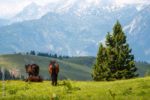 Group of horses in the alp mountains. Gosau, Upper Austria © 2xwilfinger