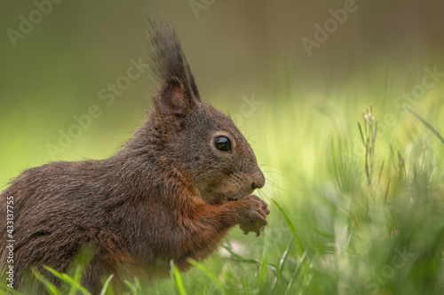 rotes Eichhörnchen im Gras