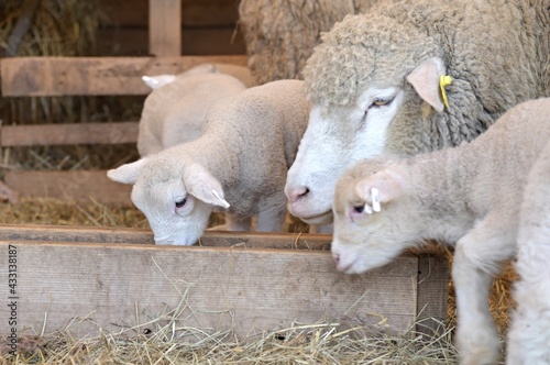 Ile de France sheep on farm