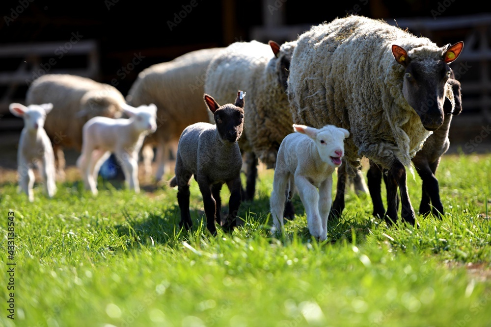 Obraz premium sheep and lambs